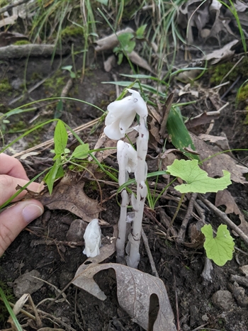 A weird and waxy-looking pure white plant arises from beneath the leaf litter